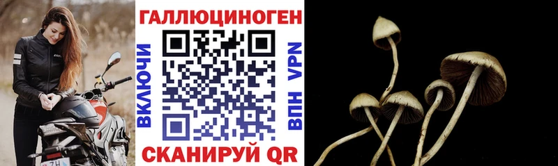 дарнет шоп  Ардатов  Галлюциногенные грибы мицелий 